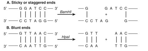 Biochemistry Class notes: Uses of Recombinant DNA Technology