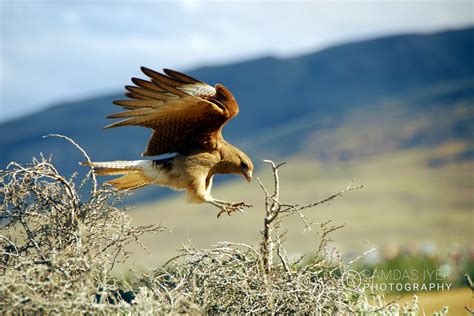 Argentina Wildlife – Ramdas Iyer Photography