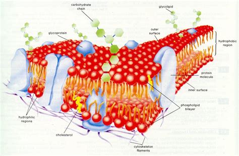 Phospholipid Bilayer and Integral Proteins