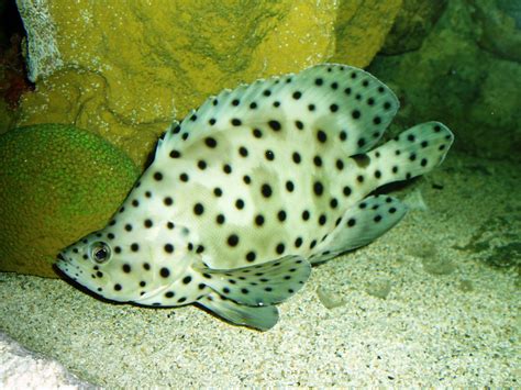 Panther Grouper Size: Unveiling their Impressive Growth ...