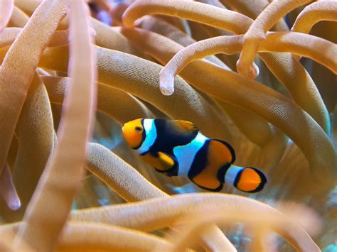 8 Popular Types of Clownfish (Clownfish Species Guide)