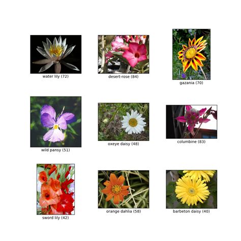 oxford_flowers102 | TensorFlow Datasets