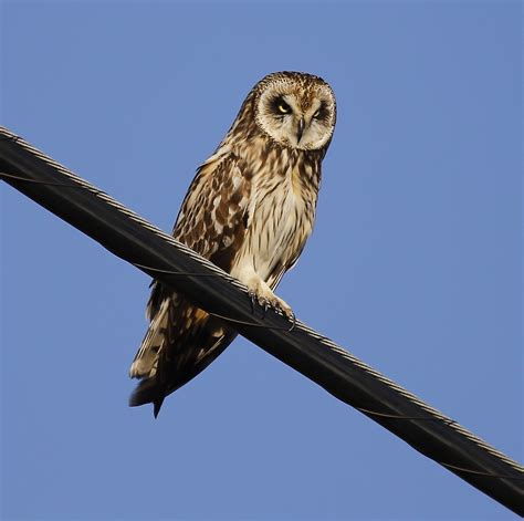 Hawaiian Owl | Actionhost | Flickr