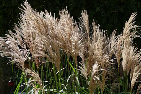 Miscanthus 'Malepartus' | Emerald Plants