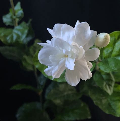 Arabian Jasmine Live Plant Jasminum Sambac: small Gardenia - Etsy