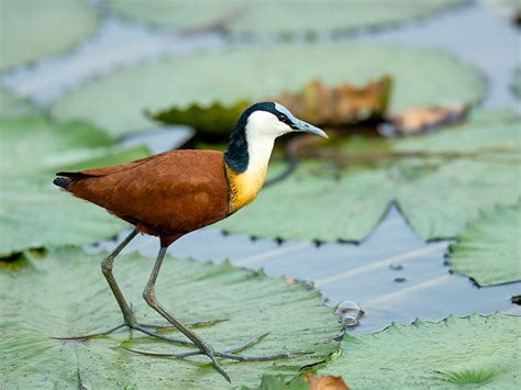 The African jacana is one of our planet’s most unique and interesting birds