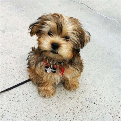 Shorkie Pictures, Size, History +More | Premier Pups