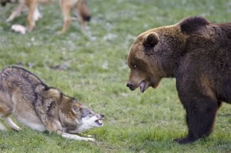 Wolf vs bear. | Hunting