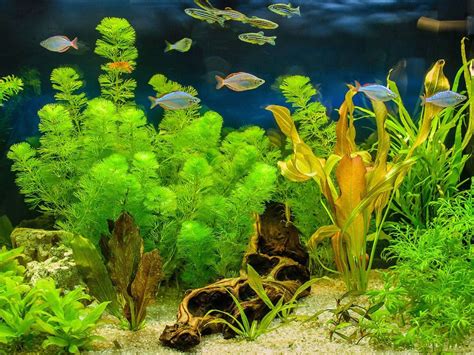 Growing Aquarium Plants - How To Grow Aquarium Plants | Gardening Know How