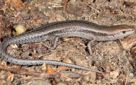 Garden Skink Southern - ClimateWatch Australia- Citizen Science App