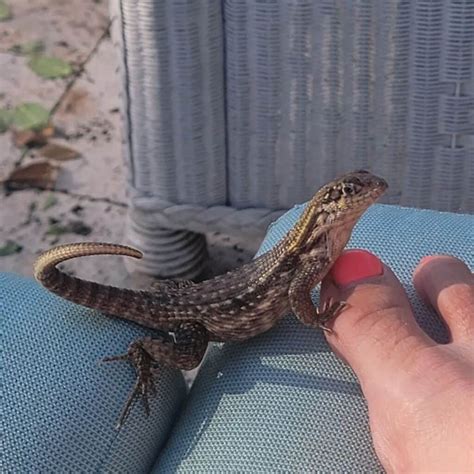 Curly Tail Lizard - Learn About Nature