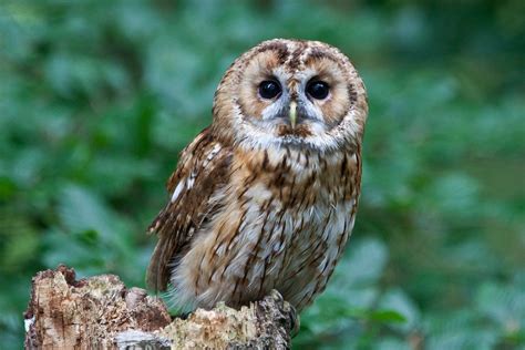 Complete A-Z List of Owl Species | Owl facts, Owl species, Animal facts