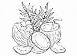 Coconut Coloring Pages Printable For Free Download sketch template