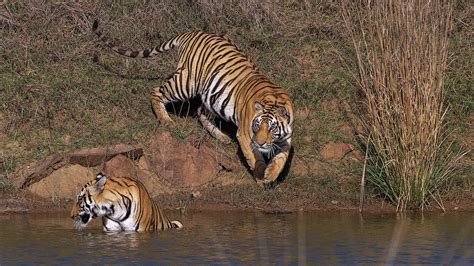 Wildlife - Bandhavgarh National Park on Behance