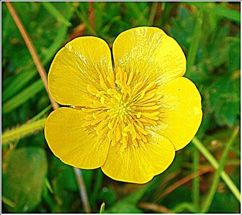 Common Buttercup Flower .. | Ranunculus is a large genus of … | Flickr