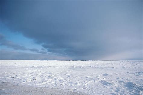 Tundra Biome: Climate, Location, Temperature, Precipitation, Plants and Animals - Conserve ...