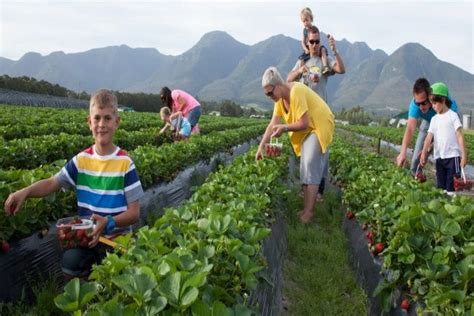 Redberry Farm, George, South Africa