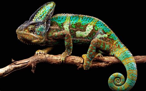 Chameleon Random Photographs and Video | Chameleon Web Services