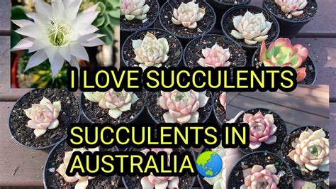 Succulents in Australia - YouTube