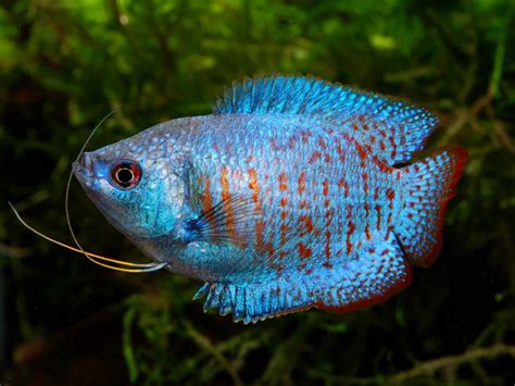 Gourami Fish Types: Guide to Gourami Types & Species - Fish Laboratory