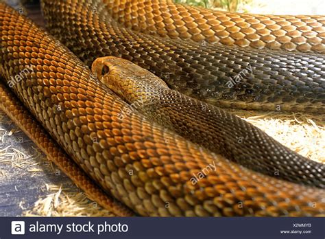 Coastal Taipan Snake High Resolution Stock Photography and Images - Alamy