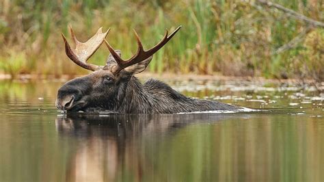 The moose are back! Did you see them? | Tug Hill Tomorrow Land Trust