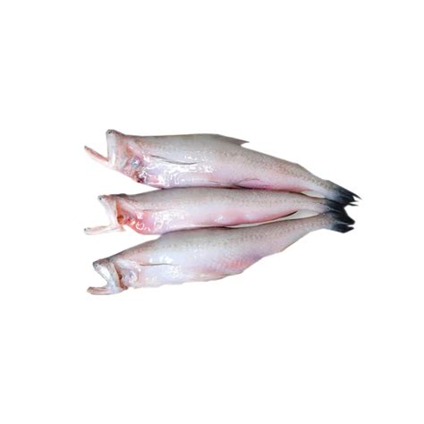 Bombay Duck (Bombil) - Whole - Pooja Agrium