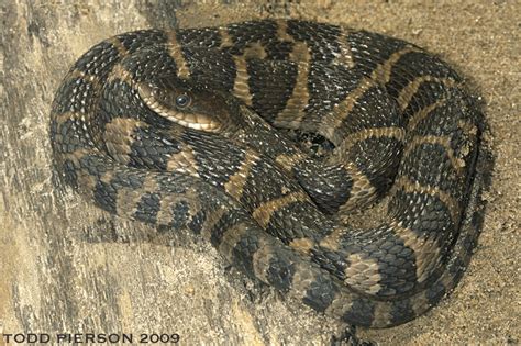 Midland Water Snake (Arkansas wild side) · iNaturalist