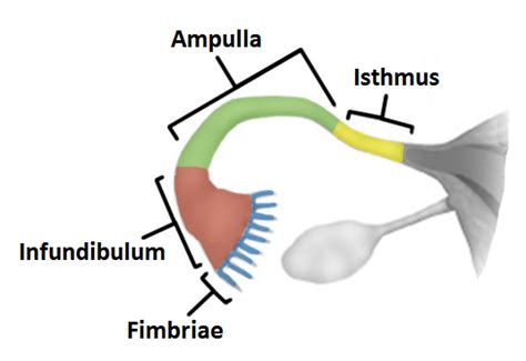 Fallopian Tube-->Lotus flower depiction....! | Fallopian tubes, Ovaries, Tube