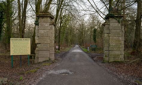 Savernake Forest - help form a plan for the future of Marlborough's ancient forest - Marlborough ...