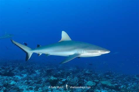 Grey Reef Shark 004 | Sharks and Rays