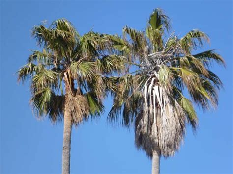 California Coastal Plants