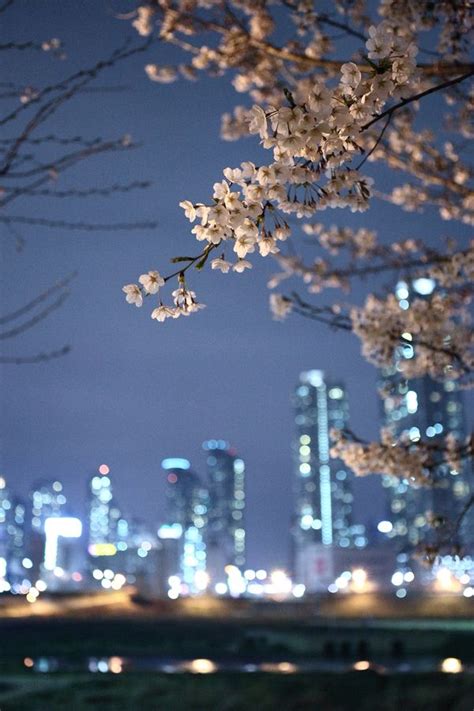 Cherry Blossoms | South korea photography, Korea wallpaper, Seoul photography