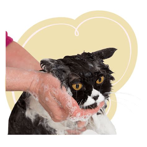 Cat Bathing In Rocklin, CA 95765 | Cats Only Vet Hospital