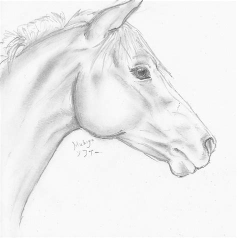 Pin by Míša Hutařová on horse | Horse sketch, Horse drawings, Horse head drawing