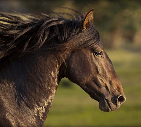 32 Beautiful Horse Photography - wildlife photography