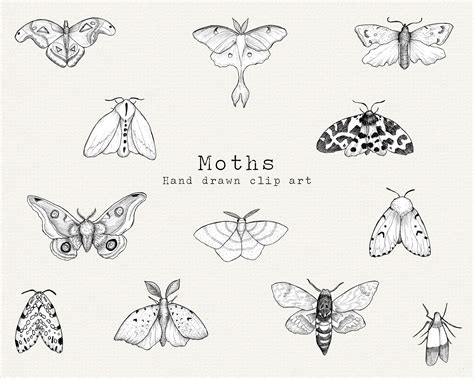 Moth Clipart Hand Drawn Moth Line Art Insect Clipart Magic | Etsy