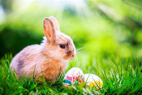 Warum bringt der Osterhase die Eier? - Erklär's mir - Badische Zeitung