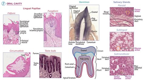 Physiology: Oral Cavity Histology | ditki medical & biological sciences