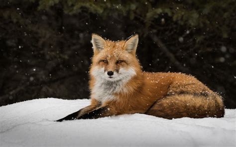 Snowfall Serenity: A 4K Ultra HD Fox in Winter Wonderland