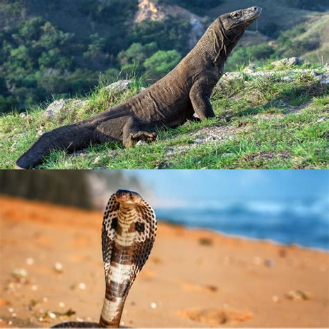 Fight in the Wild Series: Komodo Dragon vs. King Cobra - NYK Daily