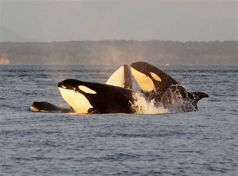 Southern resident orca pod in best condition in decade - oregonlive.com