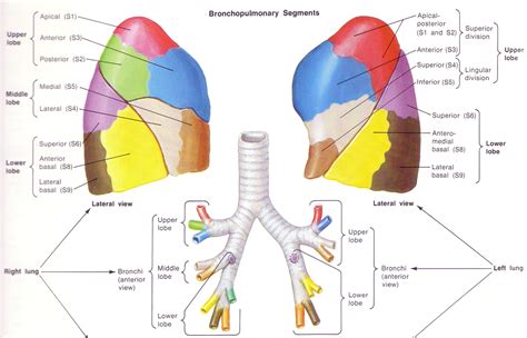 Lung Lobes And Segments 19