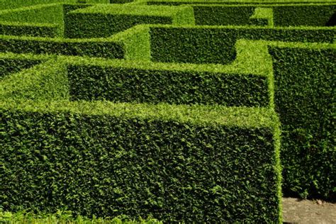 Hedges Maze Stock Photos, Pictures & Royalty-Free Images - iStock