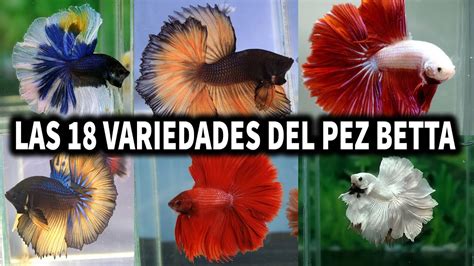 LAS 18 VARIEDADES DEL PEZ BETTA | POR COLOR | AcuariosLP - YouTube