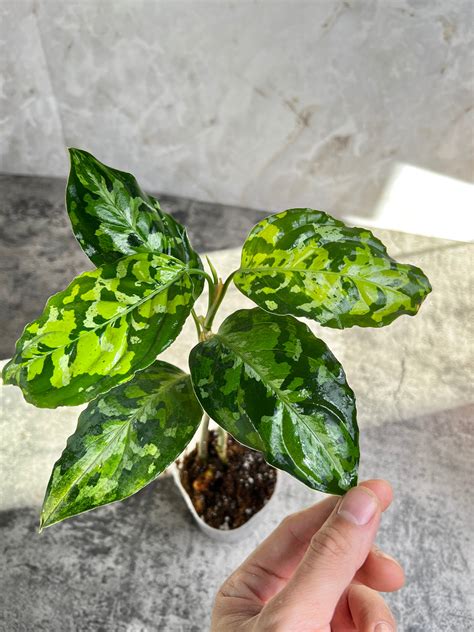 Aglaonema Pictum Tricolor Care – Leafy Soulmates