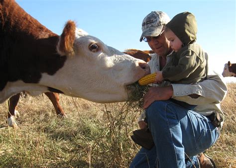 Cows & Corn