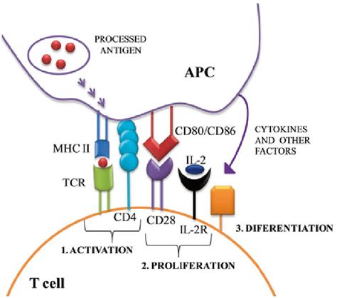 2 Signals involved in the activation of naïve T cells by APC | Download ...