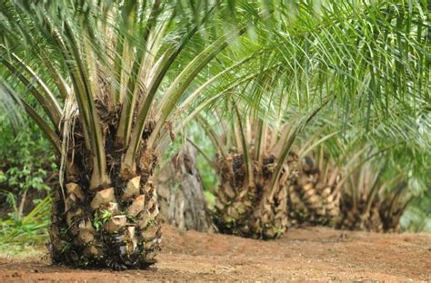 7 Manfaat Kelapa Sawit Yang Perlu Anda Ketahui