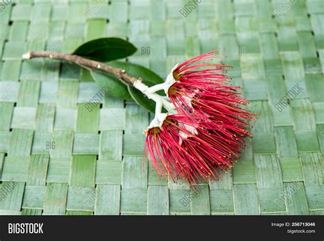 New Zealand Christmas Image & Photo (Free Trial) | Bigstock